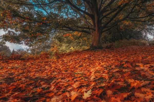 trunchi de copac,cădea,frunze cazatoare,HDR,frunze