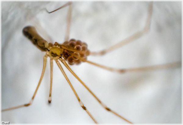 makro,serangga,labah-labah,Arachnid,telur,makro