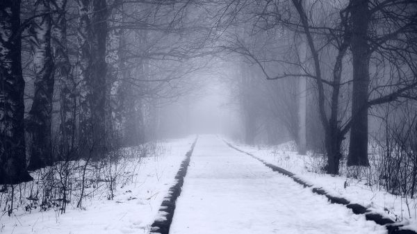 sunlight,forest,monochrome,snow,winter,morning