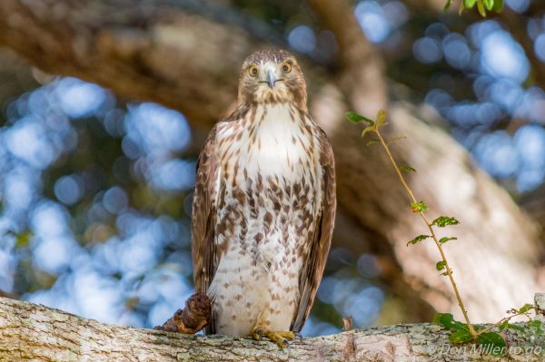 aves, naturaleza, al aire libre, rama, fauna silvestre, Halcones