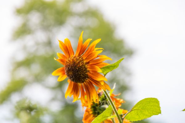 la nature, jaune, fleur, champ, vert, feuille