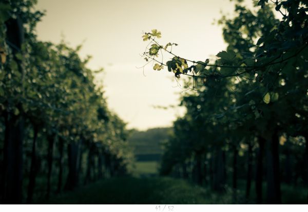 autumn,35MM,Canon,prime,vineyard,wine