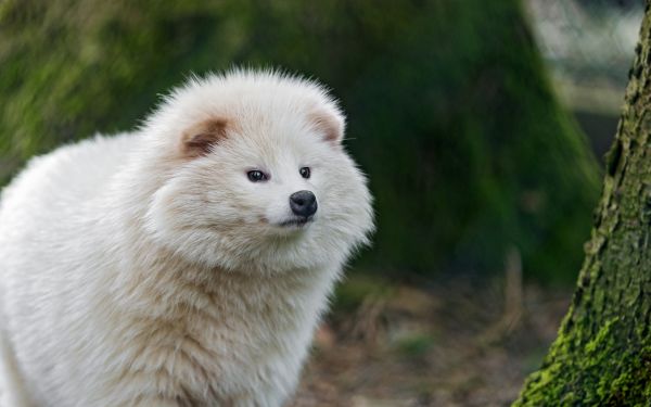 hewan,kedalaman lapangan,anjing,cambang,rubah kutub,binatang menyusui