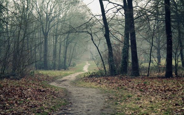 traccia, legna, le foglie, autunno, Terra, vuoto