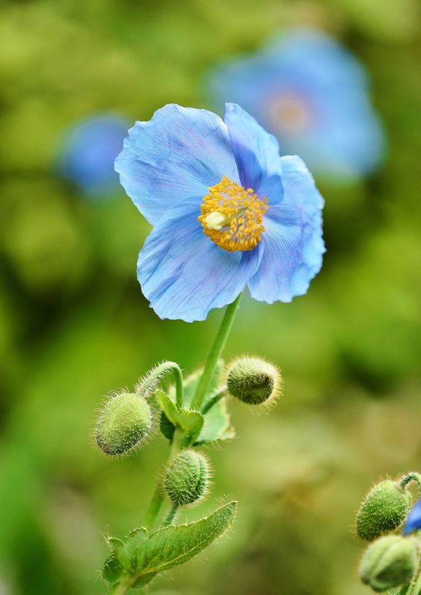 Japan,have,natur,blå,Nikon,blomst