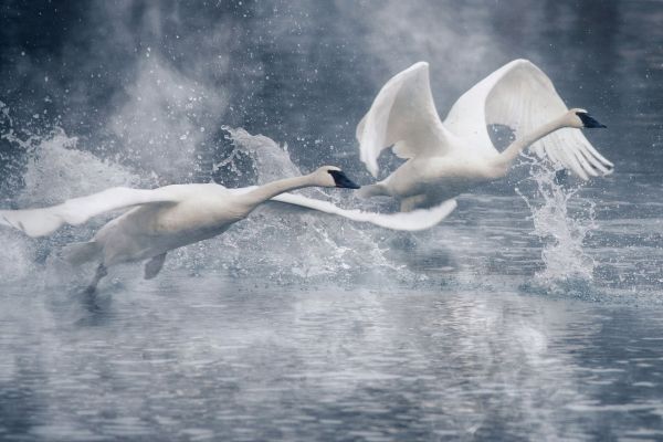 1920x1282 px,gotas,lago,río,cisne,agua