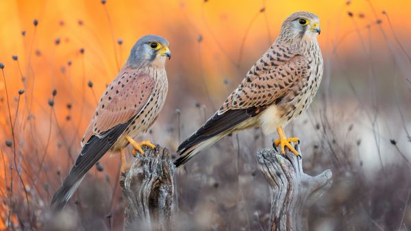 Falco,uccelli,natura,natura,animali,ramo