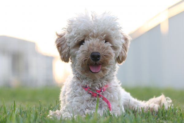 chien,Canon,mammifère,caméra,Mini,en dehors