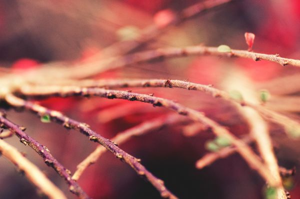 plant, winter, red, color, macro, rot