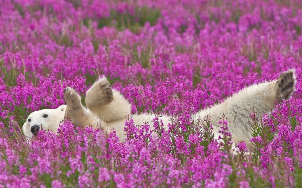 Flores,césped,lavanda,Animales,osos polares,flor