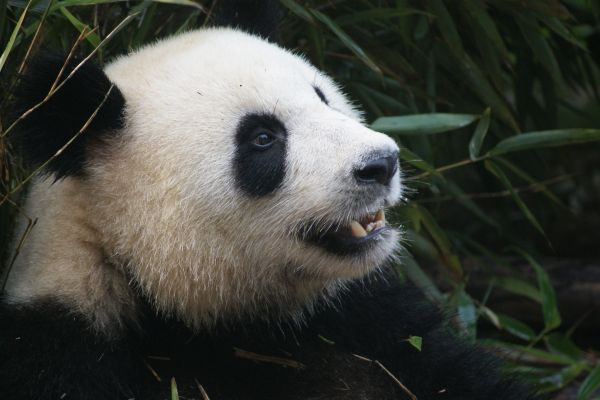 vilda djur och växter, Björn, fauna, däggdjur, panda, Zoo