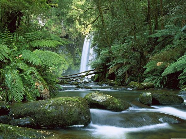 paisaje,bosque,cascada,agua,naturaleza,césped