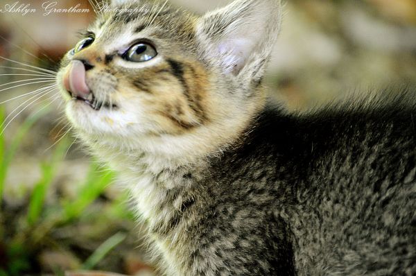 gatos, bebê, velho, azul, Árvores, 6