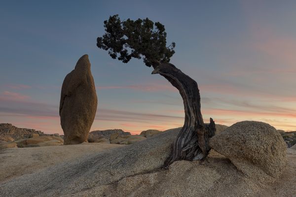 Národní park Joshua Tree,Juniper tree,Kalifornie,fotografování,západ slunce,skalní útvar