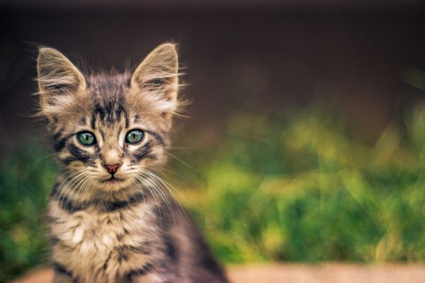 ネコ, 動物, 草, 目, 自然, 野生動物