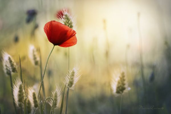 natur, rød, græs, Mark, sollys, solnedgang