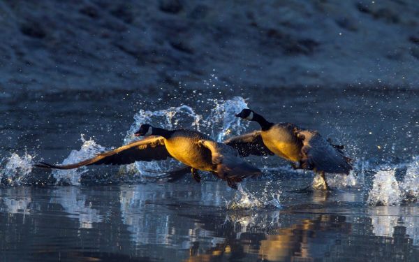 Wasser, Vögel, Meer, Natur, Betrachtung, Tierwelt