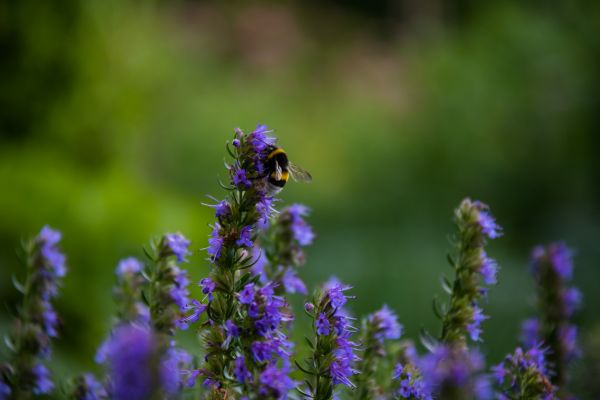 natur, insekt, Bie, gress, lavendel, urt