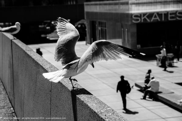 strada,nero,uccelli,monocromo,città,natura