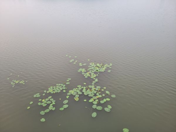 莲花,天空,湖,绿色