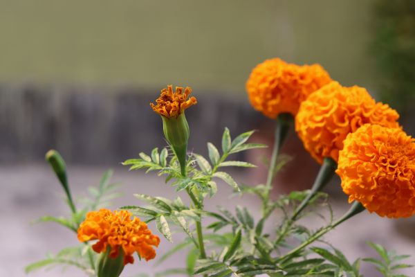 花, 厂, 花瓣, 植物学, 橙子, 黄色