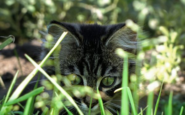 cat, whiskers, eyes, grass, green, hunting