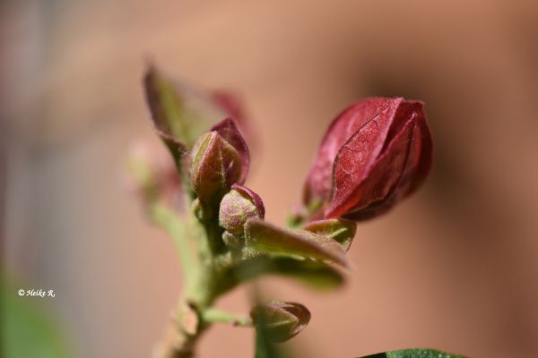 natureza,Rosa,Primavera,flor,Nikon,Flor