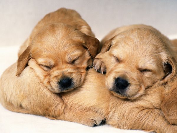 chien,moustaches,Les chiots,Labrador Retriever,chiot,en train de dormir