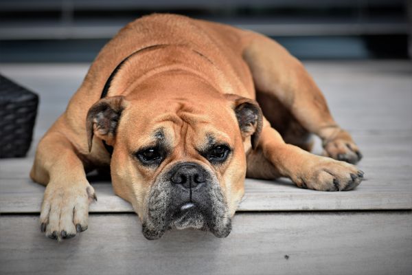 continental bulldog,Pes,čenich,lži