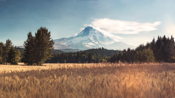 mountain top,landschap,veld-,Bos