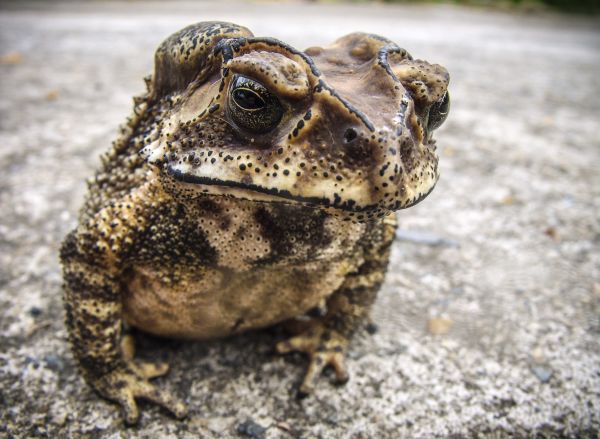 crapaud,grenouille,amphibie