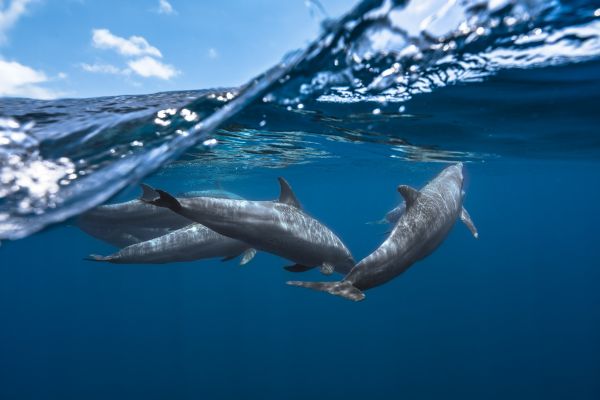 イルカ,海の生物,水中,水,自然,海