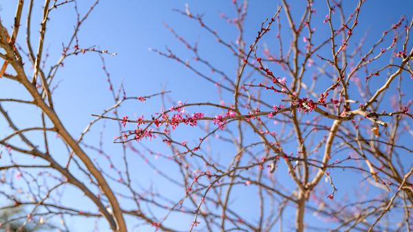 フラワーズ,自然,ピンクの花,写真,春,空