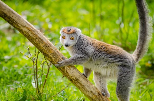 gr n, zoologická zahrada, řada, zvíře, katta, tierpart