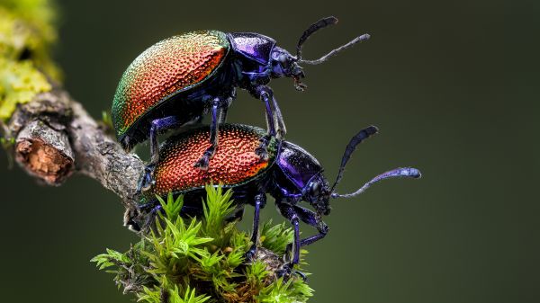 macro, scarafaggio, muschio, ramo, natura, animali