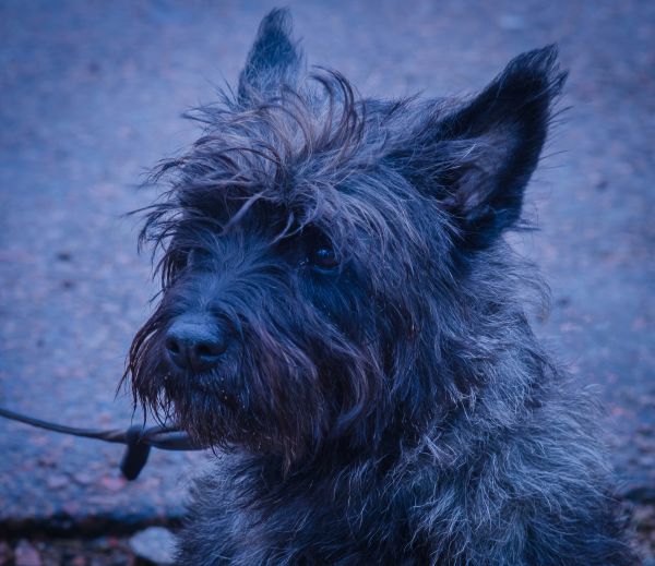 blau,Hund,West Highland White Terrier,Schweden,Tier,draussen