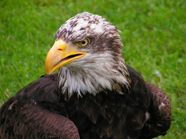 Águia careca,Águia,pássaro,Predador