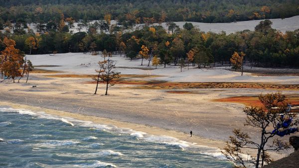 nature,landscape,trees,beach,far view,sand