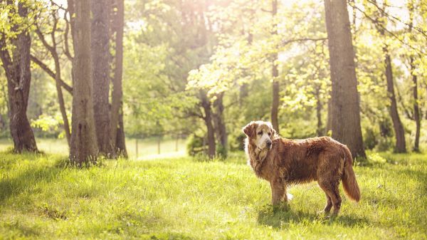 Wald,Tiere,Gras,Hund,Tierwelt,Bauernhof