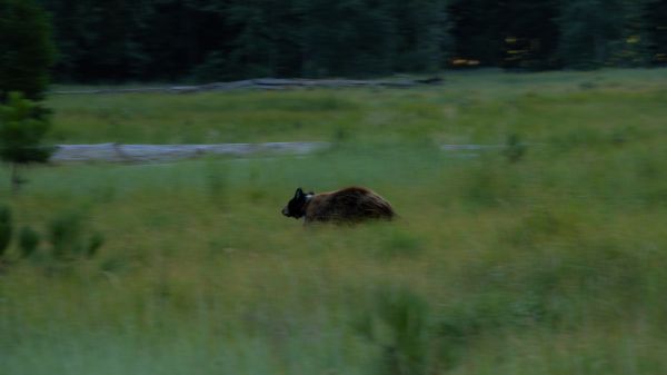 Parque Nacional de Yosemite,black bear,borroso,fauna silvestre,Animales