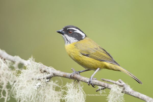 kuş,Aves,Paseriformes,Emberizidae,Klorospingus,Klorospinguspileatus