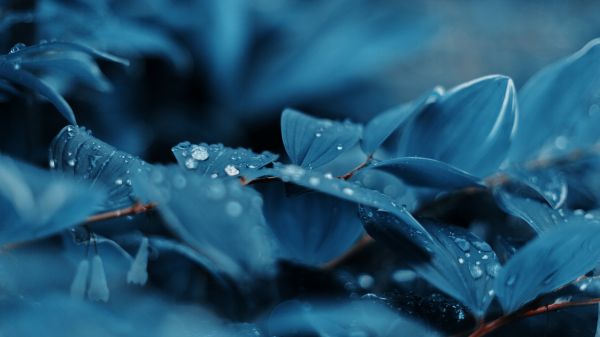 azul,Plantas,gotas de água,Chill Out,natureza,fotografia