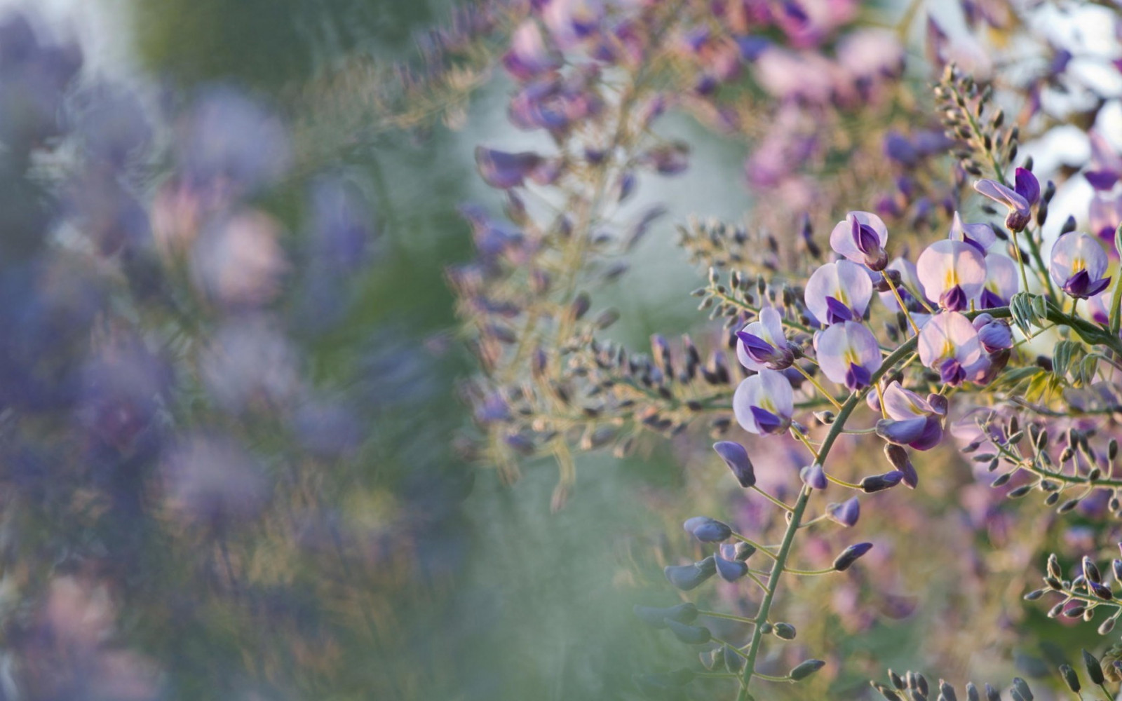 solljus, skärpedjup, blommor, natur, gräs, gren, lavendel-, blomma, lila blommor, blåregn, höst, blad, blomma, växt, flora, äng, vild blomma, botanik, mark växt, blommande växt, makrofotografering, engelska lavendel