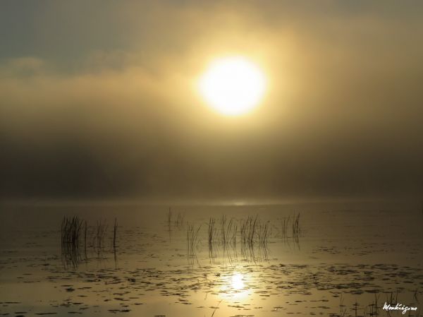 kanada,Quebec,Brouillard,dimma,matin,morgon-