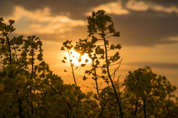 sunlight, sunset, nature, reflection, sky, landscape