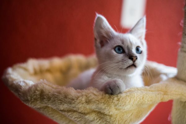 gato,ojo,Carnívoro,Felino,Cat supply,Gatos pequeños a medianos