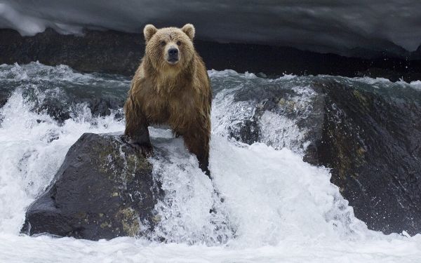 animale,natură,animale sălbatice,ursi,urși polari,Arctic