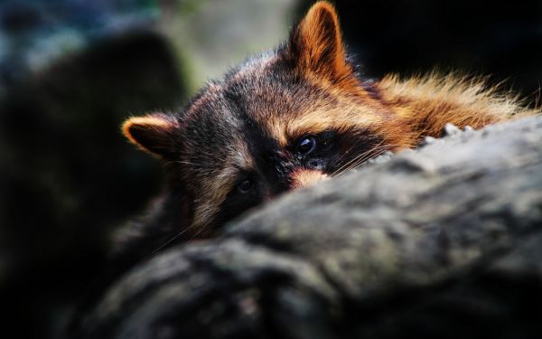 gato,Animais,animais selvagens,Bigodes,Guaxinins,gato selvagem