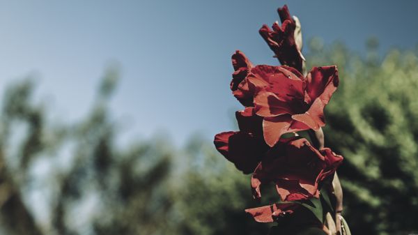 Natur,Pflanzen,Blumen,rote Blumen,rot,Fotografie