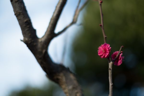 Japon,la nature,branche,vert,fleur,printemps